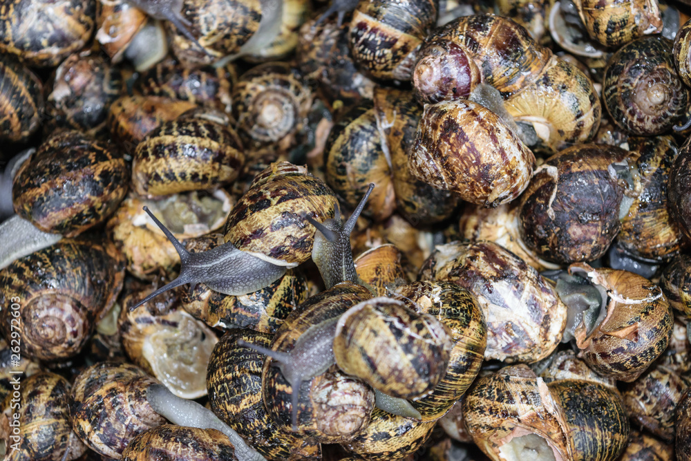 Background of snails in fish market
