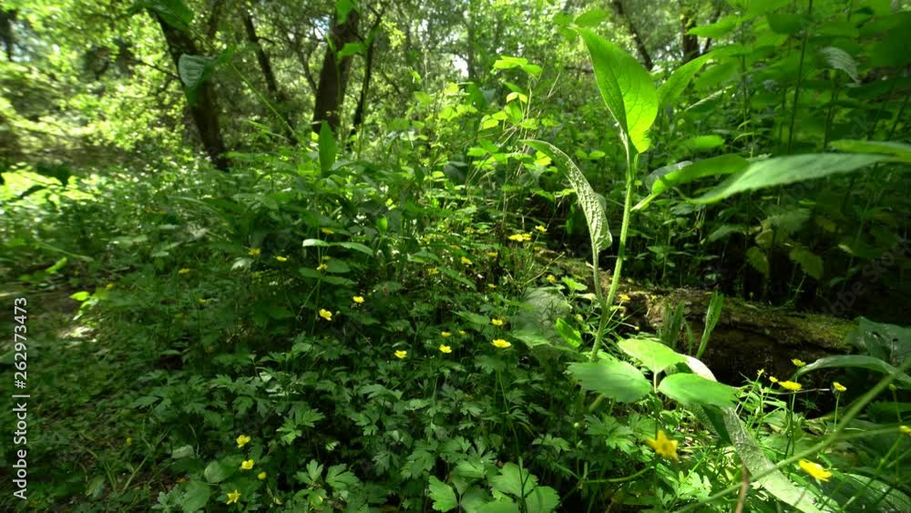 Marsh Marigold, Caltha Palustris Blooms In Early Spring Marsh Marigold, Caltha Palustris Blooms In Early Spring