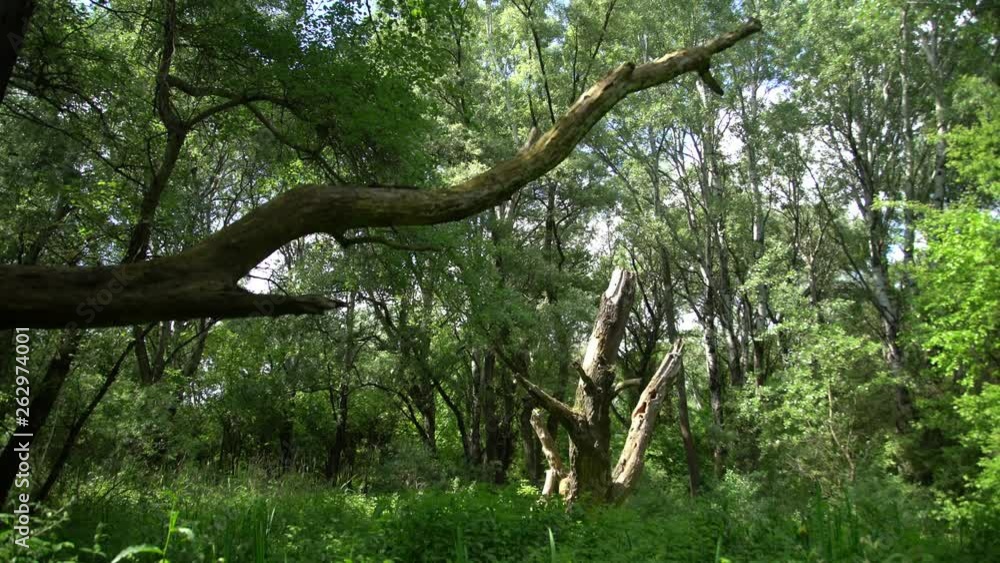 Dead wood in the floodplain forest Dead wood in the floodplain forest