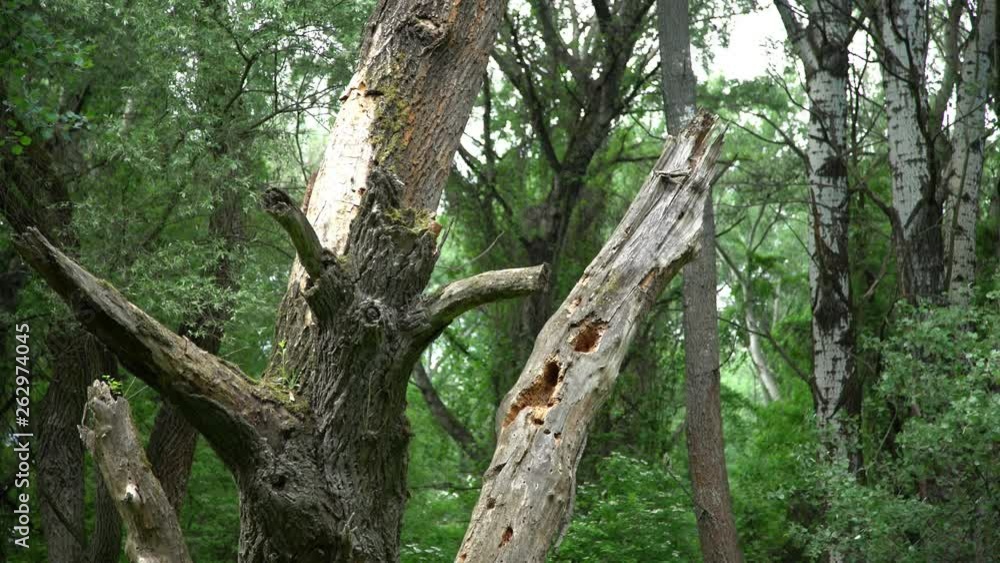 Dead wood in the floodplain forest Dead wood in the floodplain forest