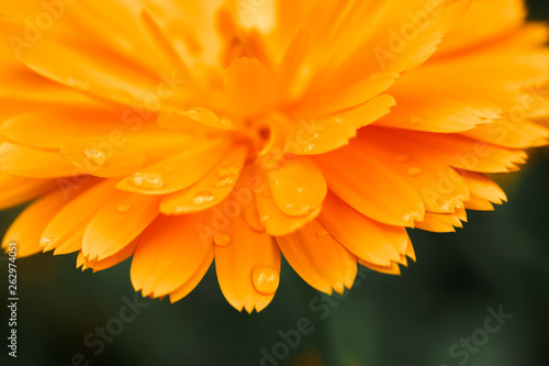 Orange calendula flower  calendula officinalis. Flower with rain water drops