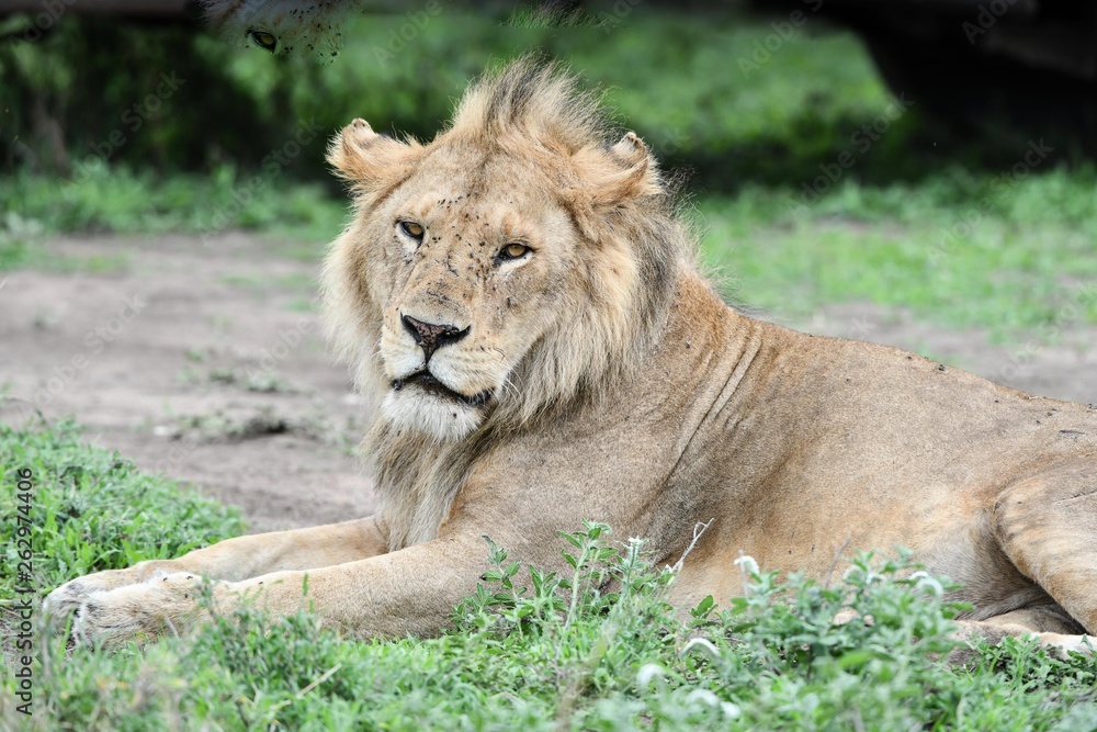Löwen in der Serengeti Löwen in der Serengeti