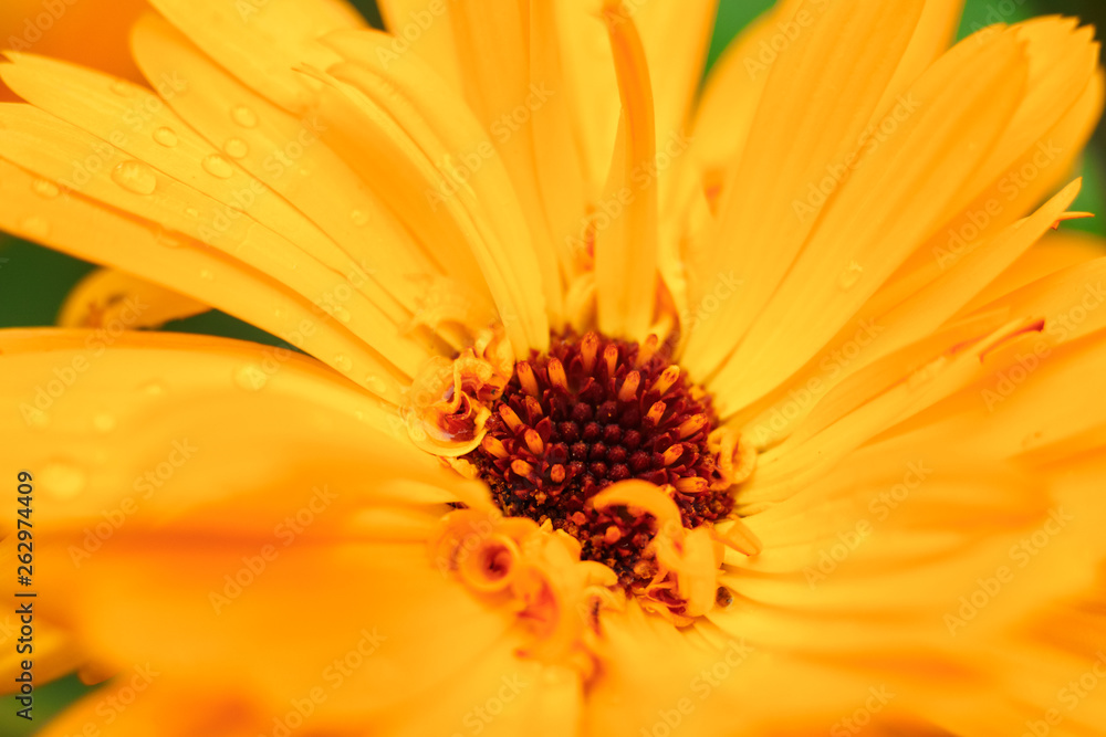 Orange calendula flower, calendula officinalis. Flower with rain water drops Orange calendula flower, calendula officinalis. Flower with rain water drops