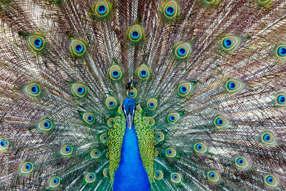Obraz premium Amazing peacock during his exhibition