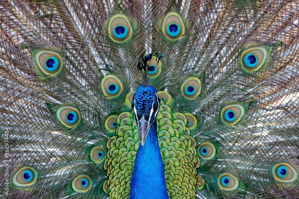 Obraz premium Amazing peacock during his exhibition