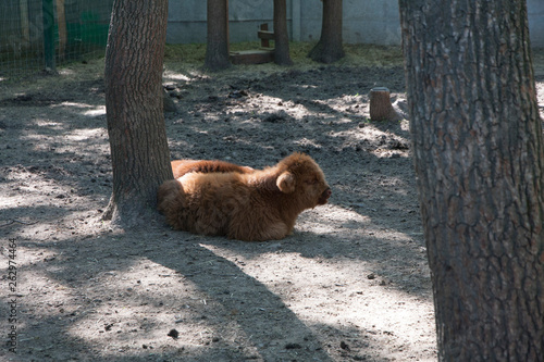 bear in zoo