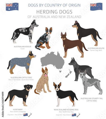 Kelpie sales service dog