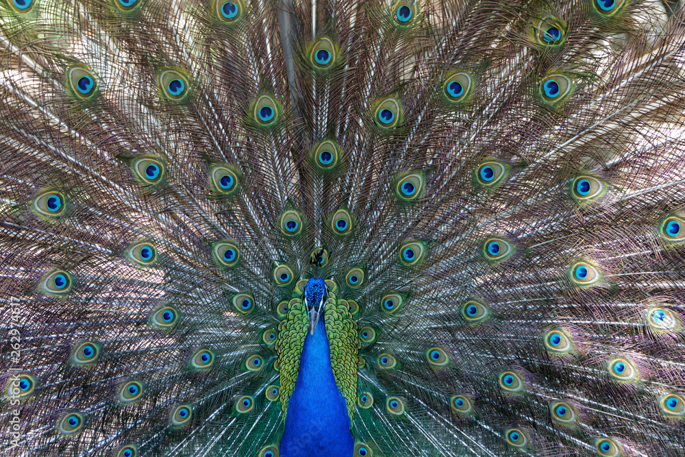 Fototapeta premium Amazing peacock during his exhibition