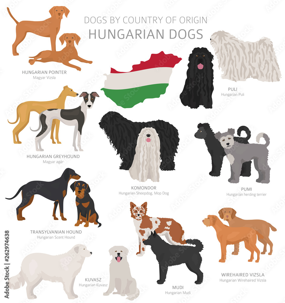 Dogs by country of origin. Hungarian dog breeds. Shepherds, hunting, herding, toy, working and service dogs  set