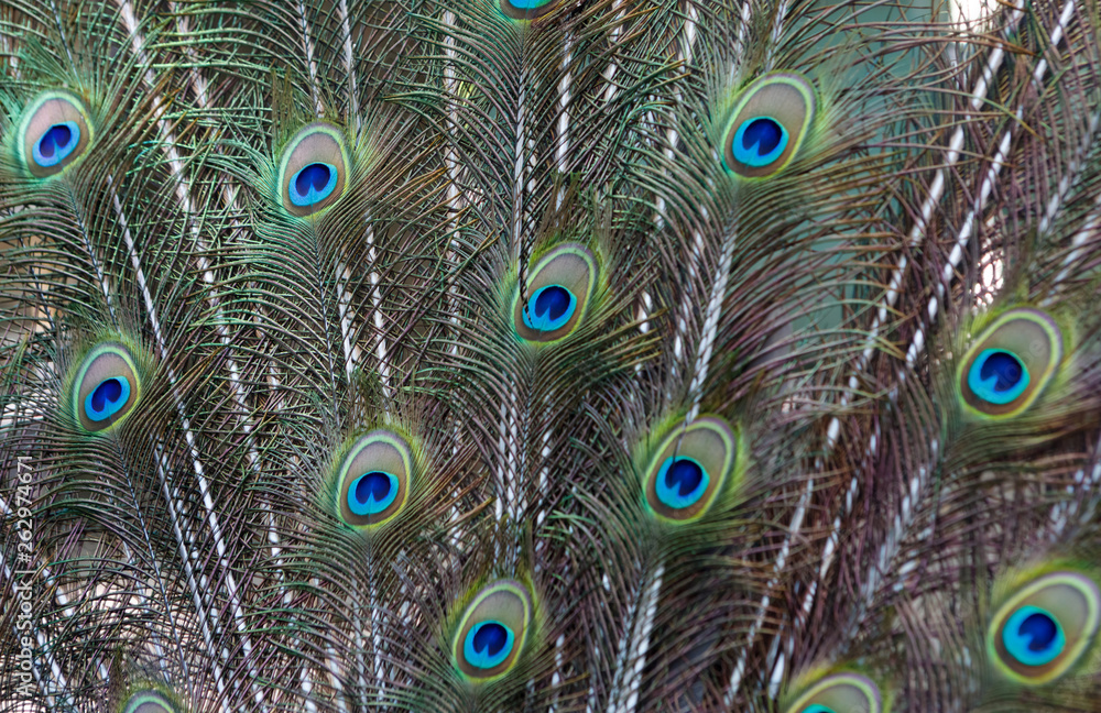 Obraz premium Amazing peacock during his exhibition