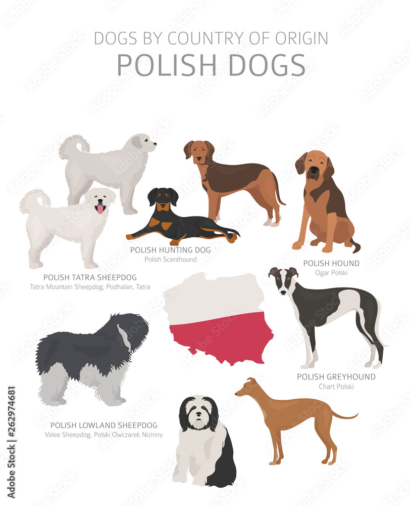 Dogs by country of origin. Polish dog breeds. Shepherds, hunting, herding, toy, working and service dogs  set
