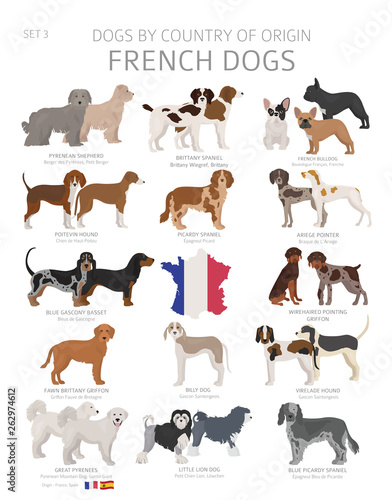 Dogs by country of origin. French dog breeds. Shepherds, hunting, herding, toy, working and service dogs  set photo