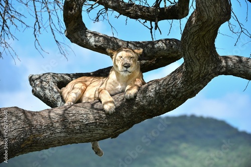 Löwen in der Serengeti