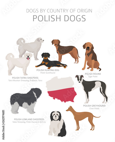 Dogs by country of origin. Polish dog breeds. Shepherds, hunting, herding, toy, working and service dogs  set