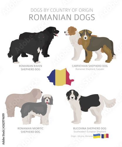 Dogs by country of origin. Romanian dog breeds. Shepherds, hunting, herding, toy, working and service dogs  set