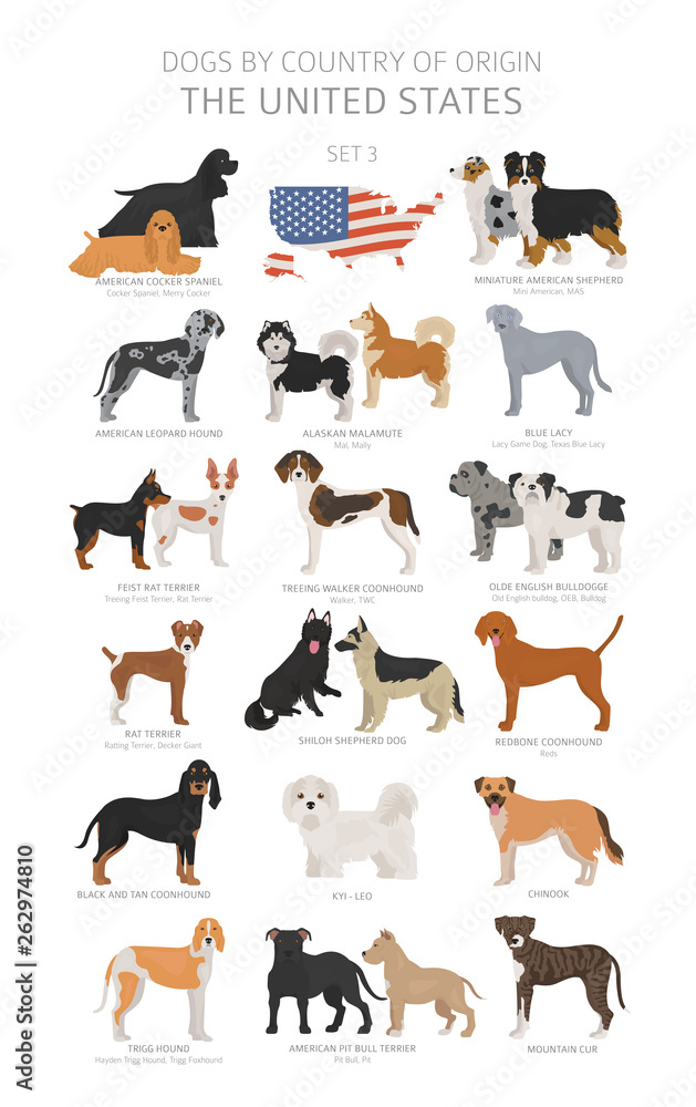 Dogs by country of origin. Dog breeds from the United states of America. Shepherds, hunting, herding, toy, working and service dogs  set