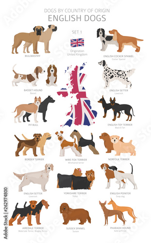 Dogs by country of origin. English dog breeds. Shepherds, hunting, herding, toy, working and service dogs  set