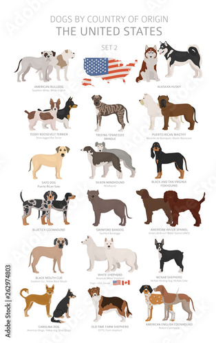 Dogs by country of origin. Dog breeds from the United states of America. Shepherds, hunting, herding, toy, working and service dogs  set