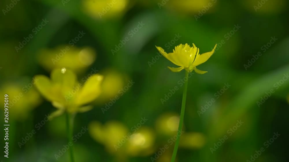 View Of A Fresh Spring Floodplain Forest, close-up View Of A Fresh Spring Floodplain Forest, close-up
