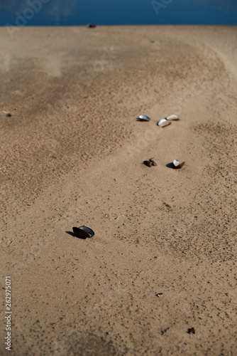 Empty mussel shells, lying on the sand