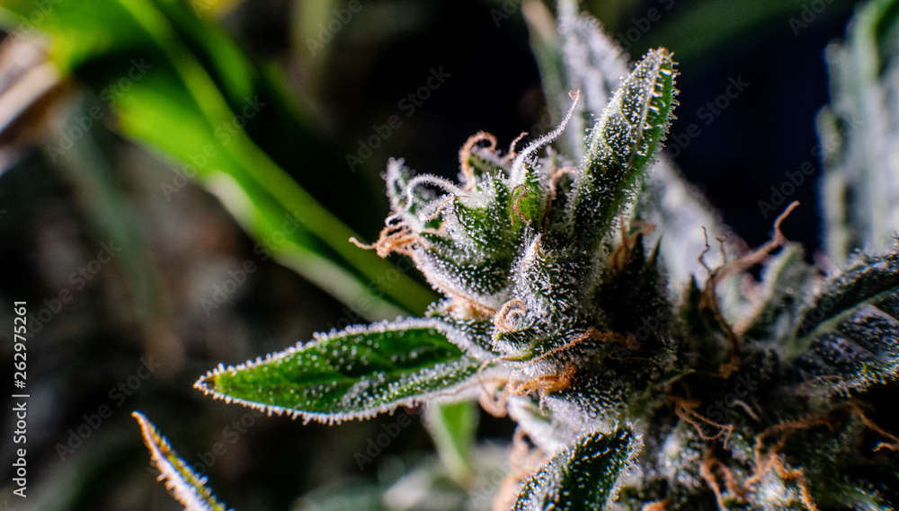 Inside the marijuana Trichome . Cannabis Culture Inside the marijuana Trichome . Cannabis Culture