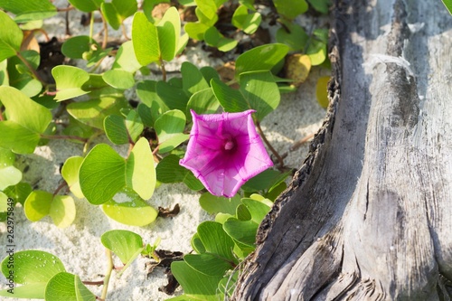 Isolated pink flower with beautiful petals (Ari Atoll, Maldives) photo