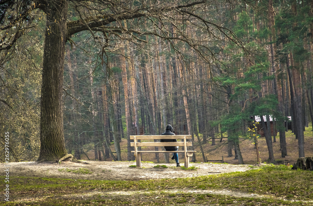 The man sitting on the bench. Beautiful forest. Spring green trees. Day shadows. Amazing nature.