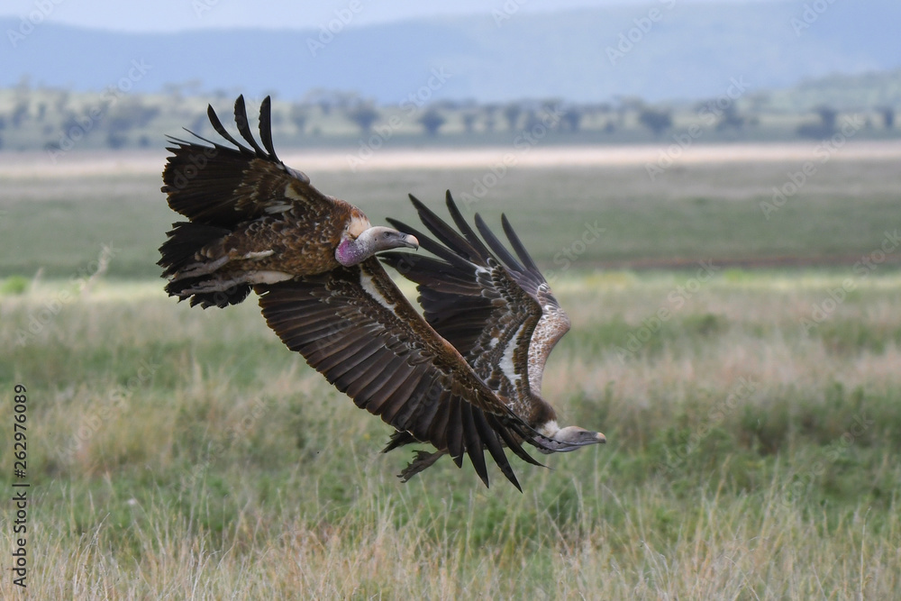 Geier mit Kadaver und im Flug