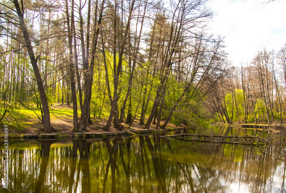 Fototapeta premium Beautiful forest reflected in the lake. Spring green trees. Day shadows. Amazing nature.