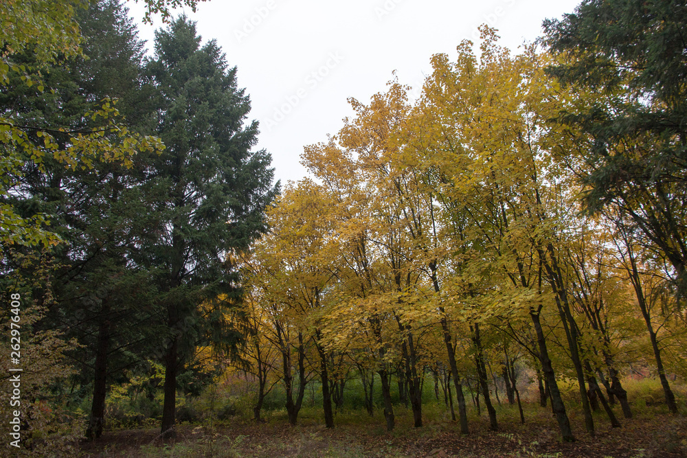 Fototapeta premium trees in autumn