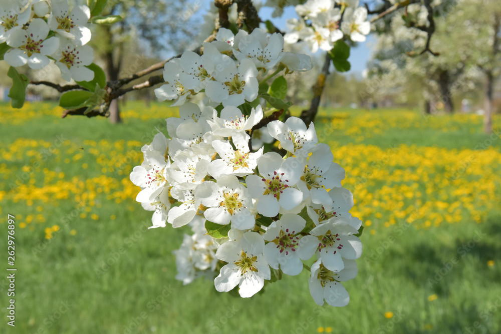 Fototapeta premium Apfelblüte