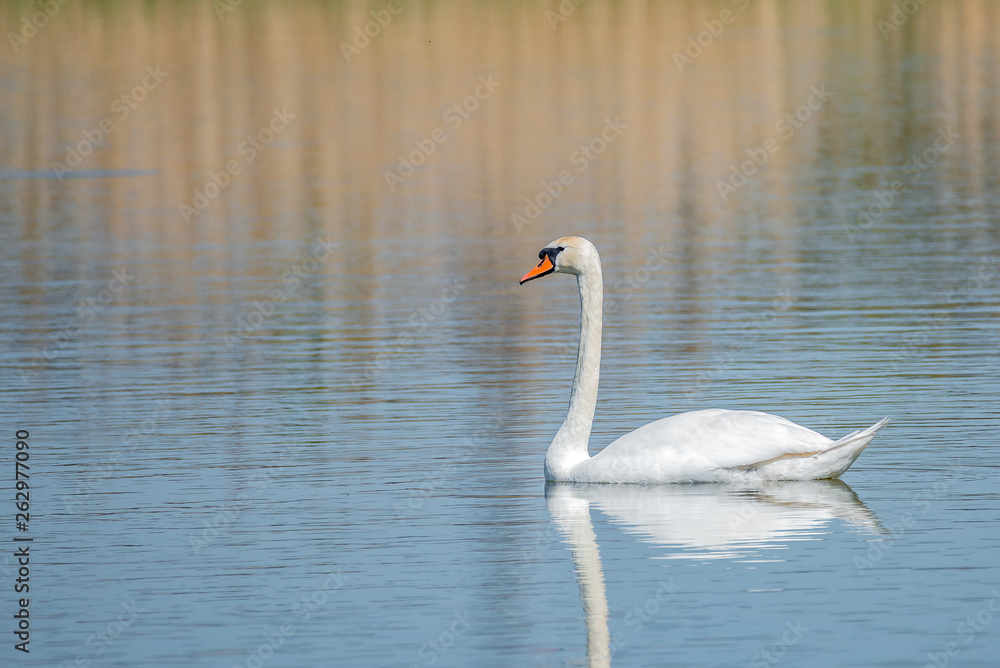 Graceful lonely swan at lake in the Spring morning, Germany