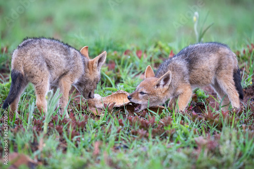 Two Black Backed Jackal puppies chewing on a bone in green grass