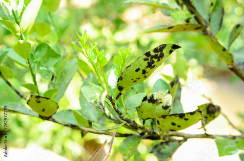 sooty mold disease on lemon leaves.