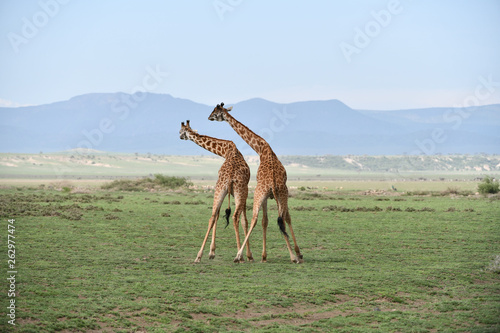 Giraffen photo