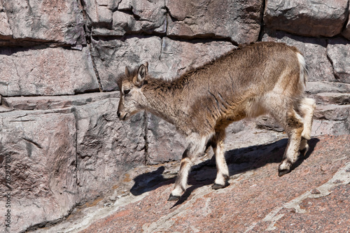 Mountain ram (Bharal) goes on the rocks, a powerful hoofed wild animal against the background of the rocky terrain photo