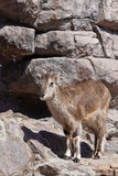 Mountain ram (Bharal) goes on the rocks, a powerful hoofed wild animal against the background of the rocky terrain
