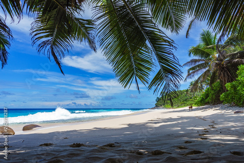 Fototapeta Naklejka Na Ścianę i Meble -  beautiful paradise beach, anse bazarca, seychelles 12