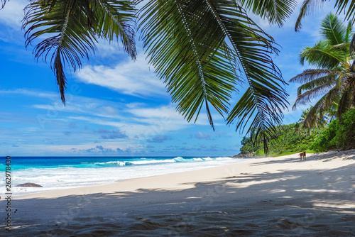 beautiful paradise beach, anse bazarca, seychelles 13
