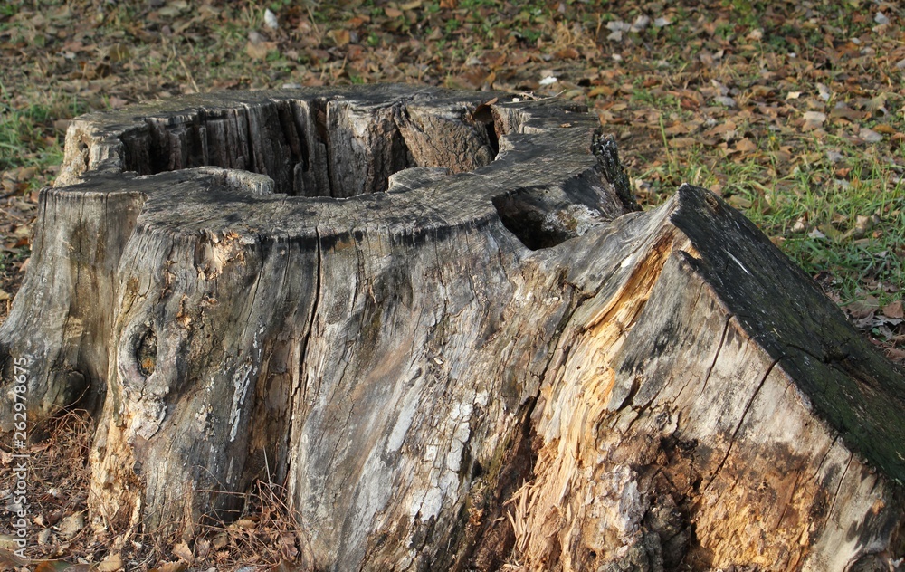 Obraz premium old tree stump