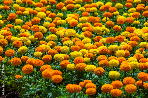 Marigold flower bed in urban public place