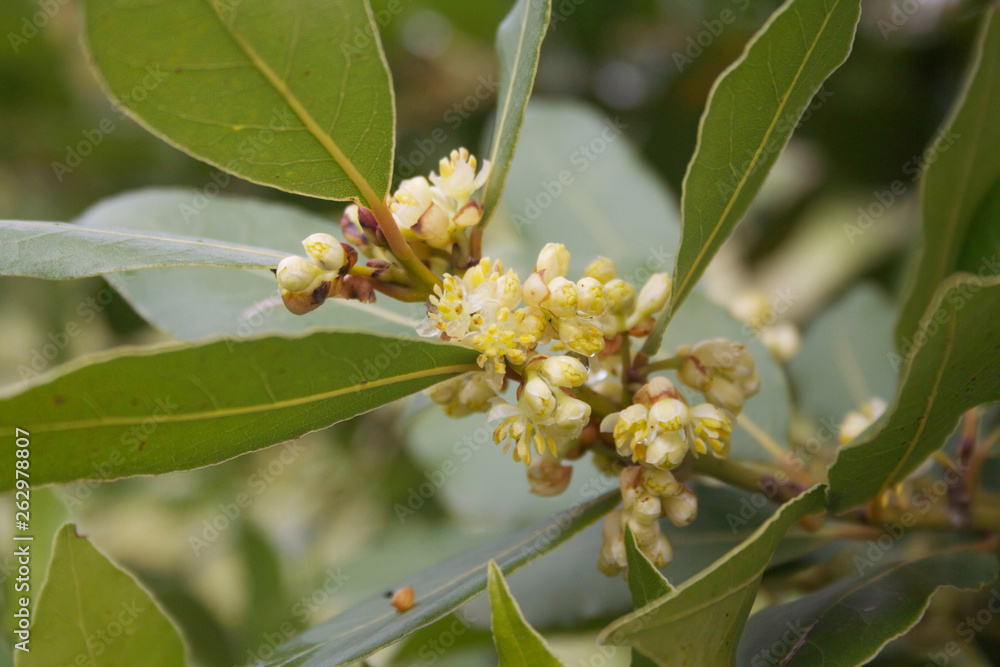 Fototapeta premium Many yellow flowers of Laurel bush on branch. Laurus nobilis in bloom