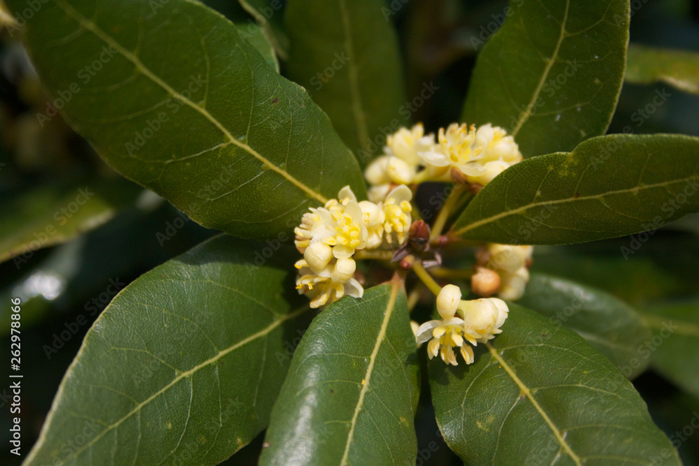 Many yellow flowers of Laurel bush on branch. Laurus nobilis in bloom Many yellow flowers of Laurel bush on branch. Laurus nobilis in bloom