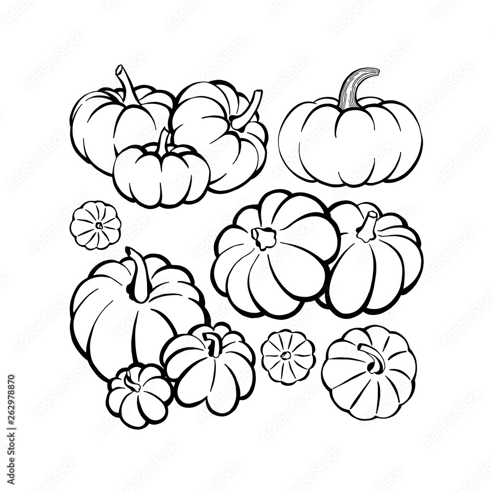 Pumpkin. Pumpkins hand drawn vector illustrations set. Pumpkin sketch drawing. Pumpkin. Pumpkins hand drawn vector illustrations set. Pumpkin sketch drawing.