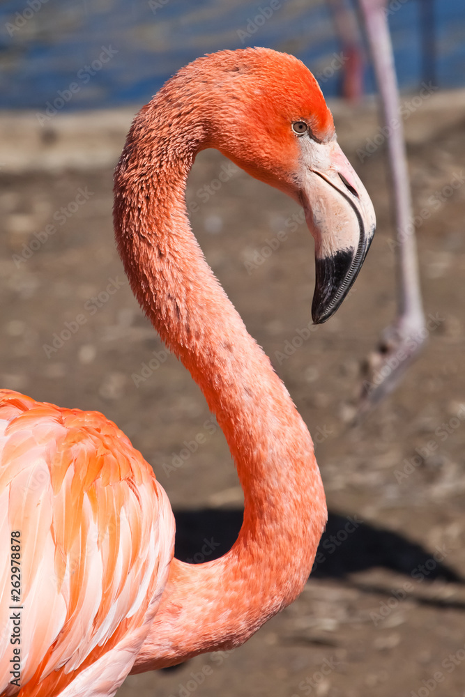 Fototapeta premium Beautiful bright red-orange flamingo with a curved