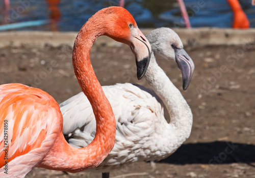 White and red flamingos flamingo bright red-orange