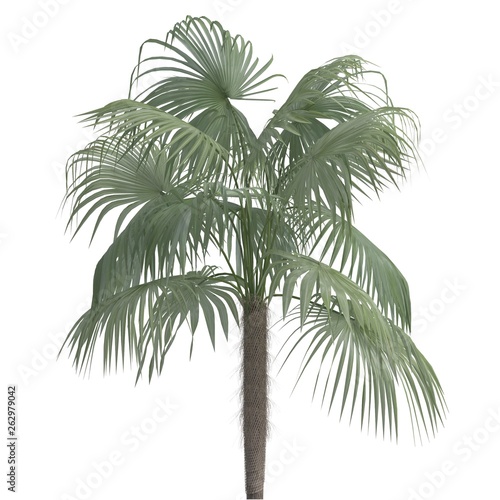 Palm Tree 3d illustration isolated on the white background