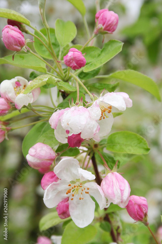 Pink and white apple flowers and blossom on branch covered by rain drops in springtime. Malus domestica