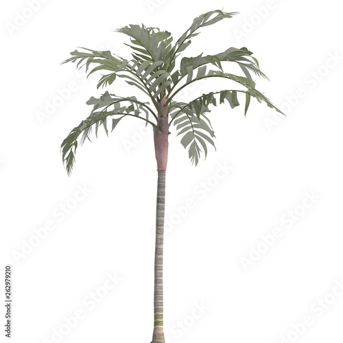 Palm Tree 3d illustration isolated on the white background