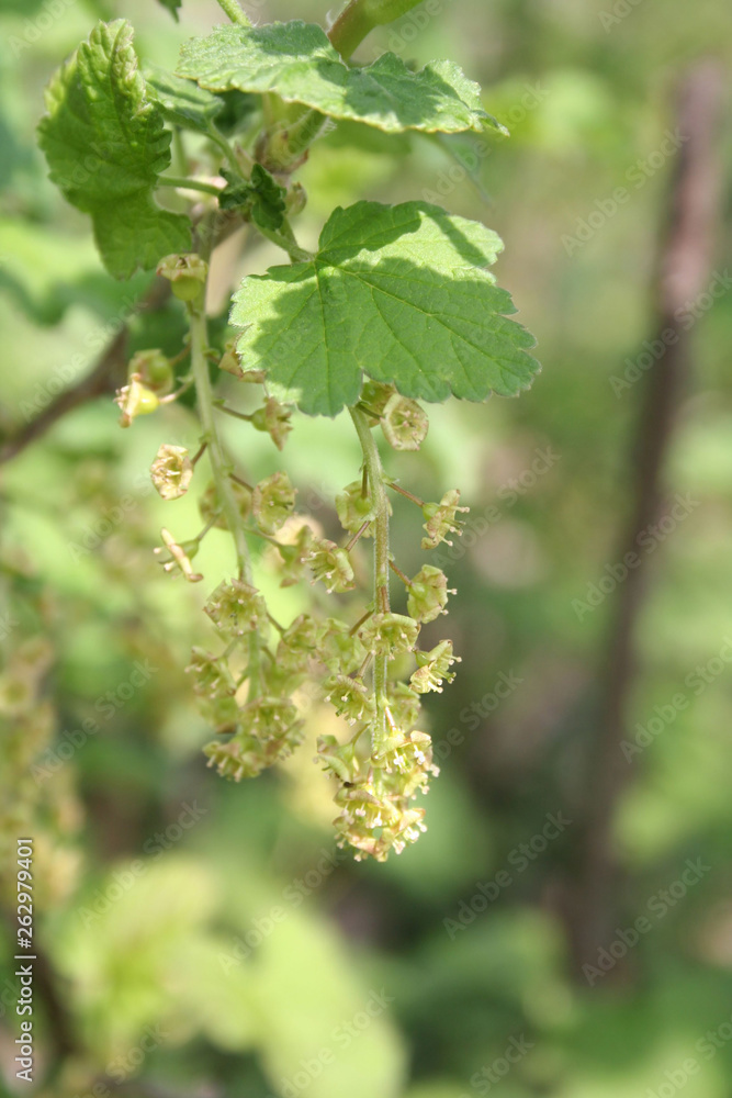 Obraz premium Red currant shrub with flowers in springtime. Ribes bush in bloom